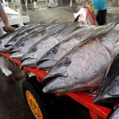 Điểm danh một số thị trường xuất khẩu cá ngừ của Việt Nam